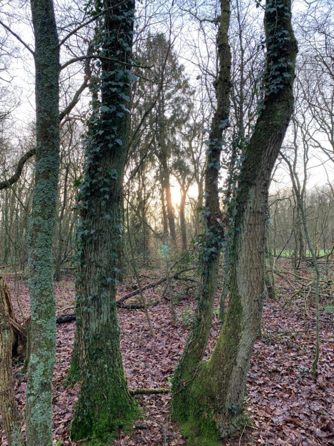 'T Holten Huus - Puur Genieten In Het Bos. Norg Esterno foto