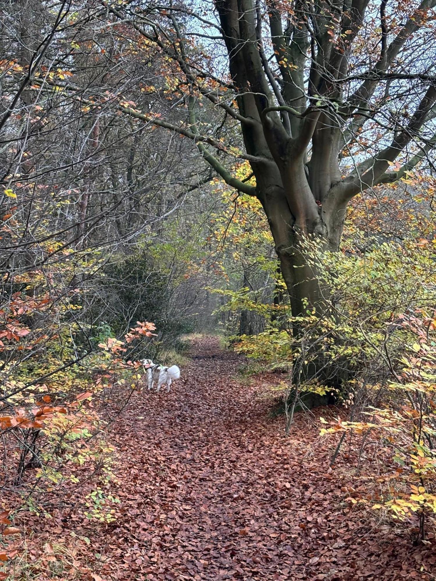 'T Holten Huus - Puur Genieten In Het Bos. Norg Esterno foto